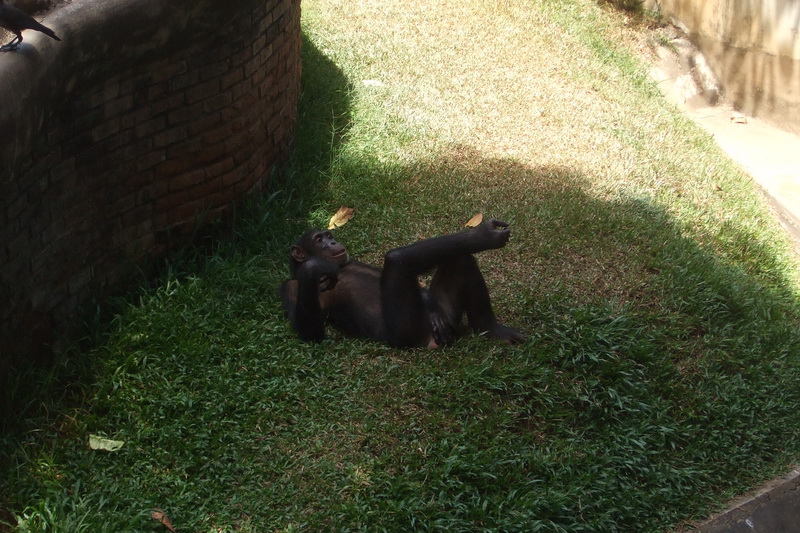 Sri Lanka, Colombo, Dehiwala Zoo